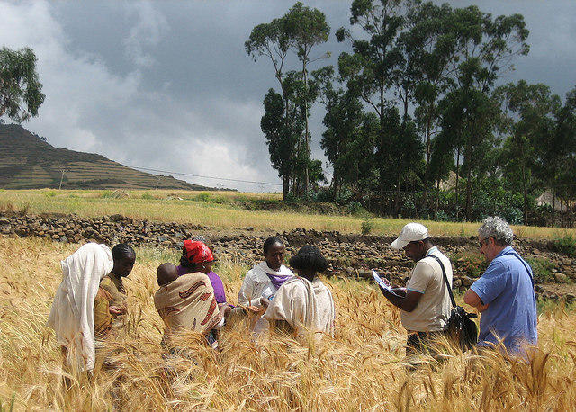 Tracking proteins in farmers' varieties of durum wheat in Ethiopia