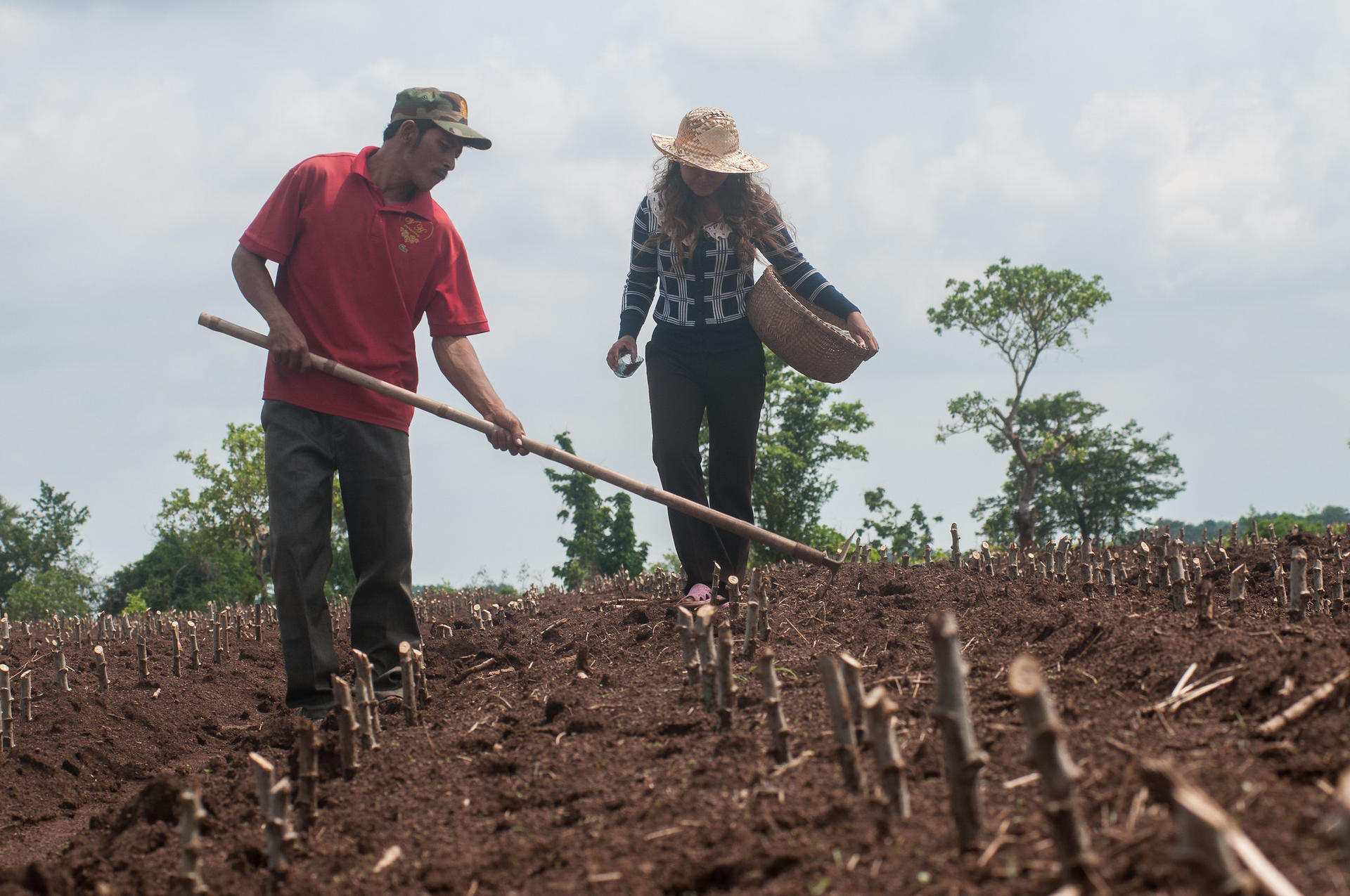 Using a hoe to dig small holes for fertilizer. Communities in Kampong Cham province, Cambodia,have been taught more sustainable planting methods to improve cassava production. ©2015CIAT/GeorginaSmith