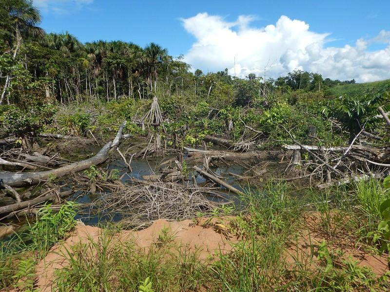 COVID-19 highlights the need for food systems-based policies for reducing tropical deforestation