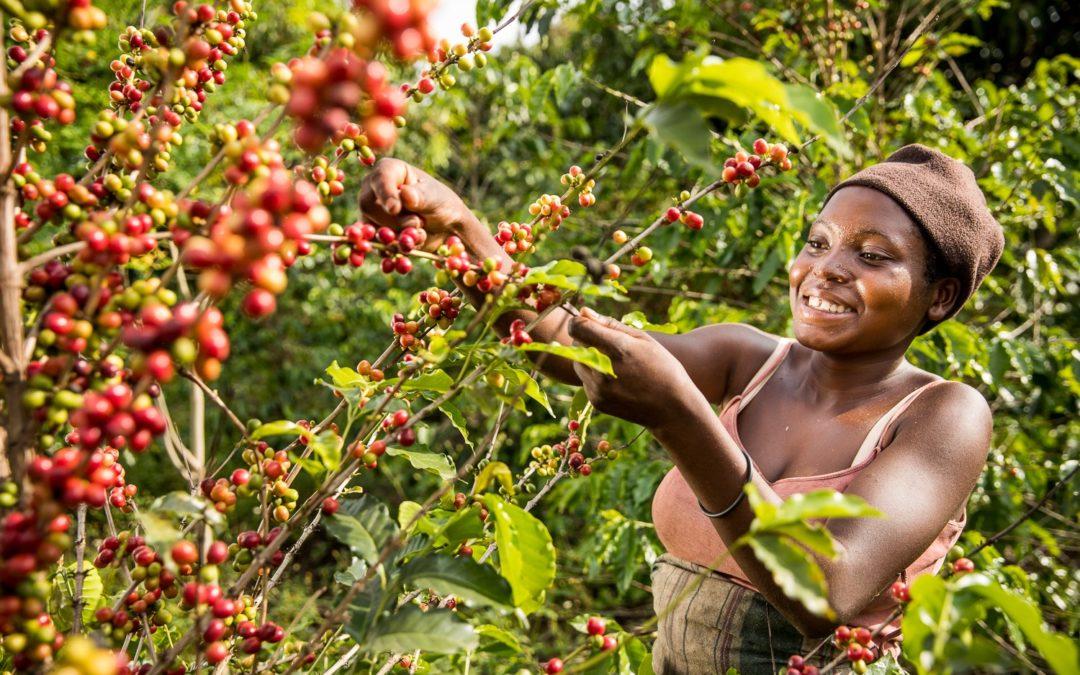 Climate-smart coffee in Uganda
