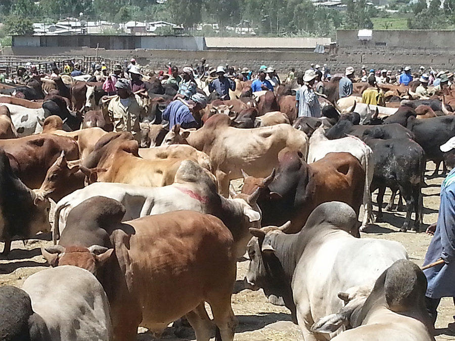 Strengthening institutional and human capacity on National Livestock Market Information system in Ethiopia
