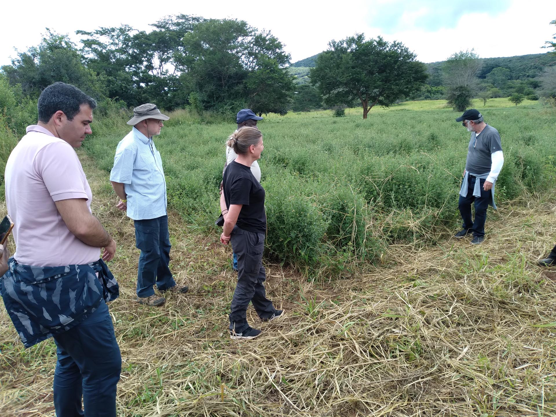 Alliance and Tropical Seeds co. teams observing a field of Stylosanthes guianensis in Kasama, Zambia