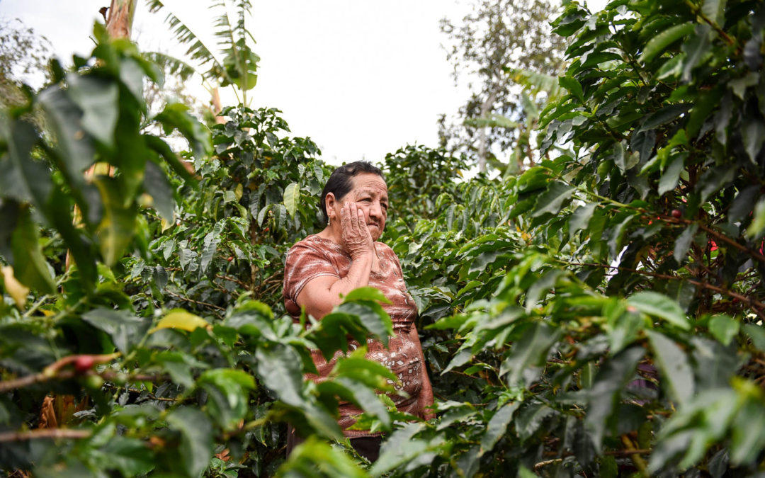 Climate change drives cropping shifts from coffee to cocoa in Central America