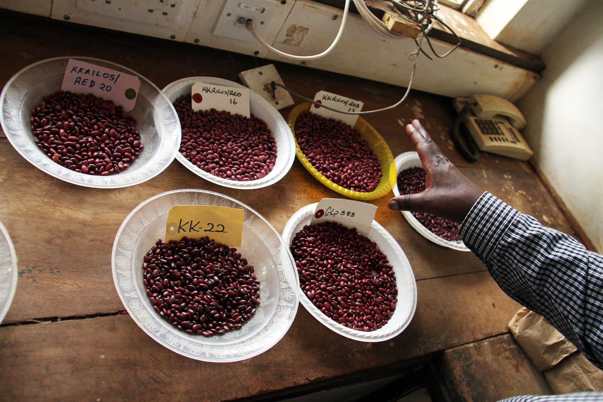 Improved bush beans perform better than local varieties, but delivery systems to get them to farmers are key.  ©2015CIAT/StephanieMalyon