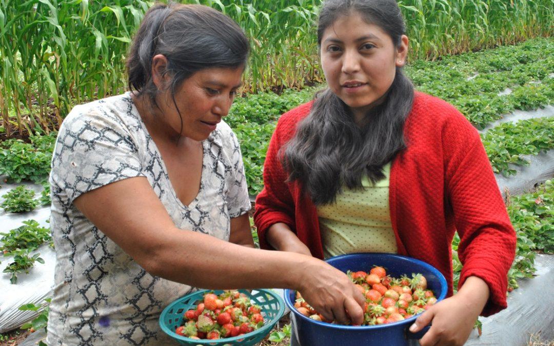Alianza de organizaciones unen esfuerzos para impulsar el desarrollo rural sostenible de mujeres y jóvenes de honduras