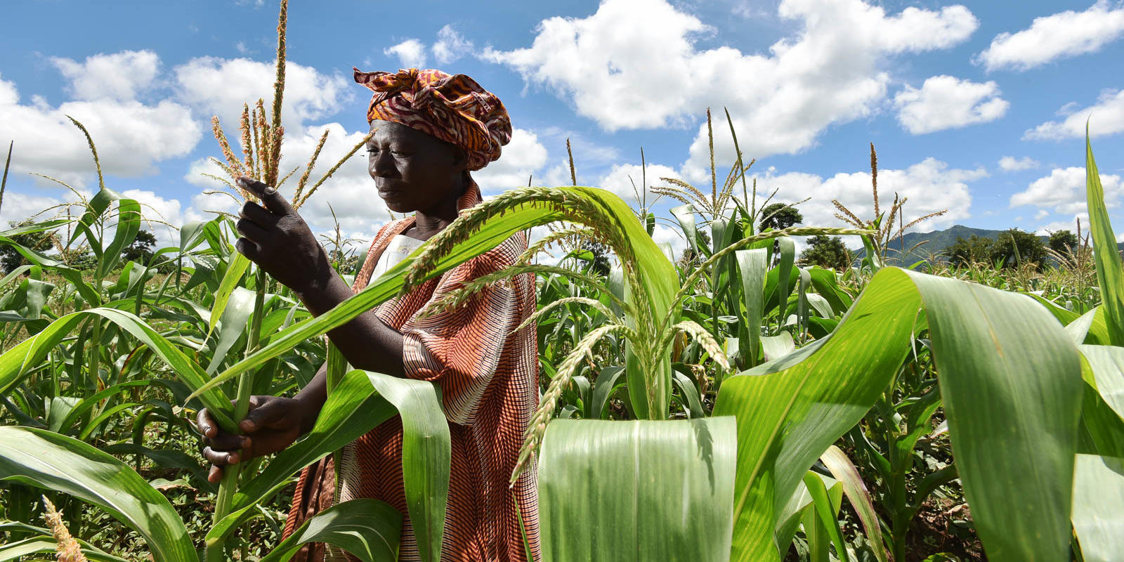Farmer in Malawi checks on her struggling maize crop from the worst drought in three decades