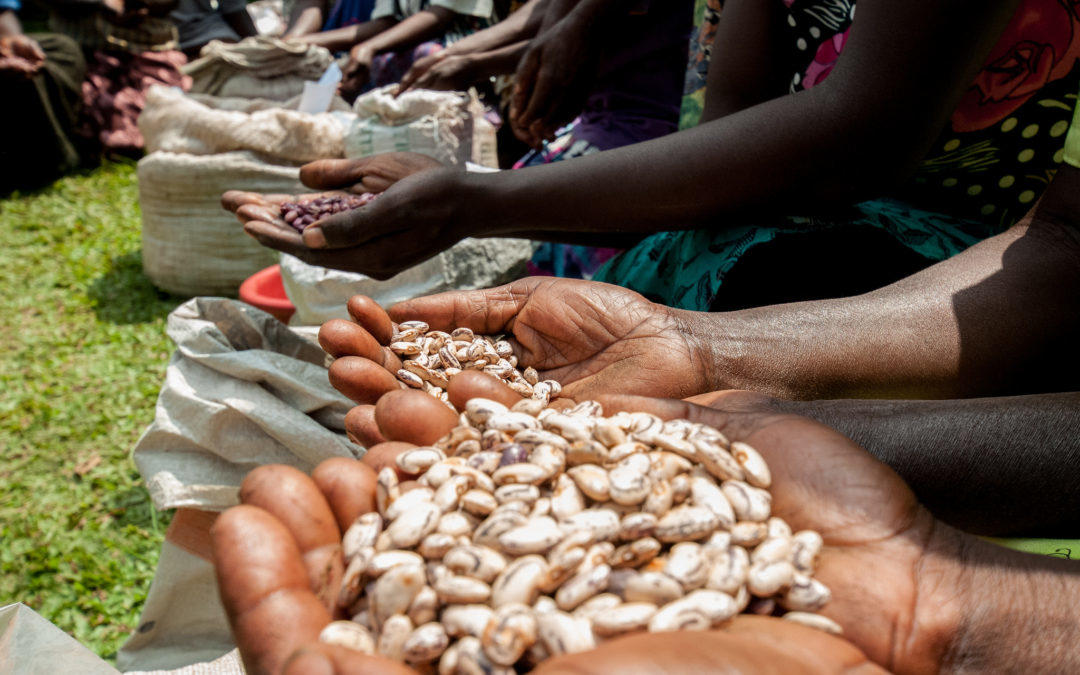 First drought-resilient, high iron beans for Uganda released