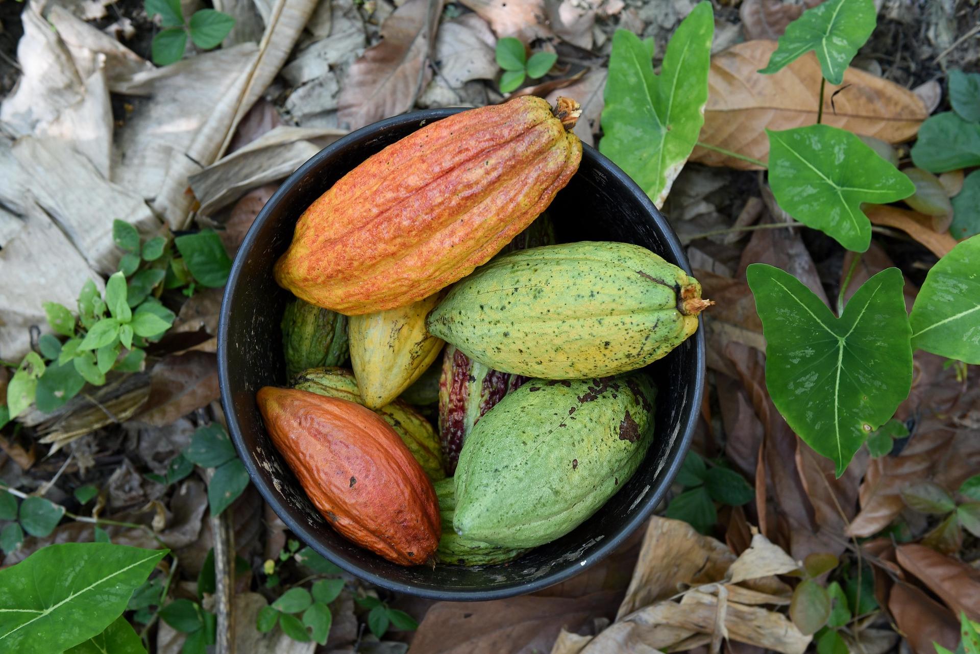 Harvested cacao pods, near Gauchené, in the north of Colombia's Cauca Department.