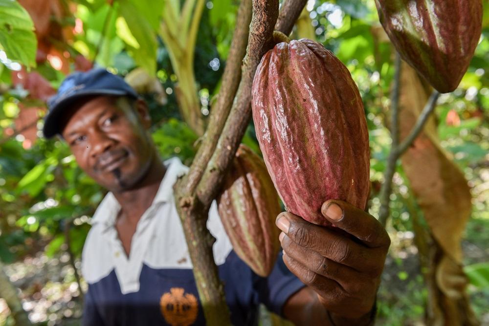 ¿Qué papel puede jugar el cacao para la paz en Colombia?