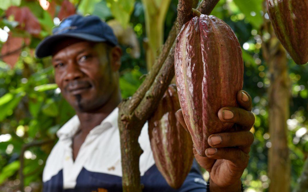 Perú, Ecuador y Colombia se movilizan para enfrentar el problema de cadmio en cacao