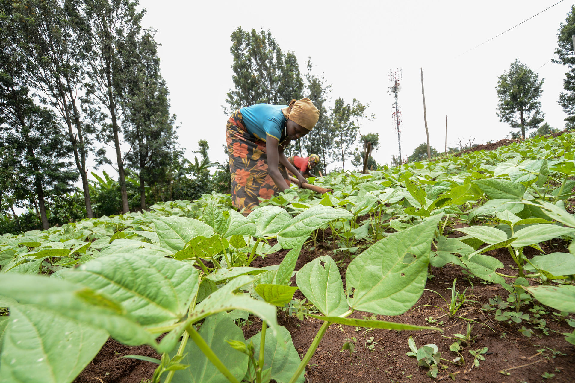 Bean farmers tending to their crops in Burundi.
