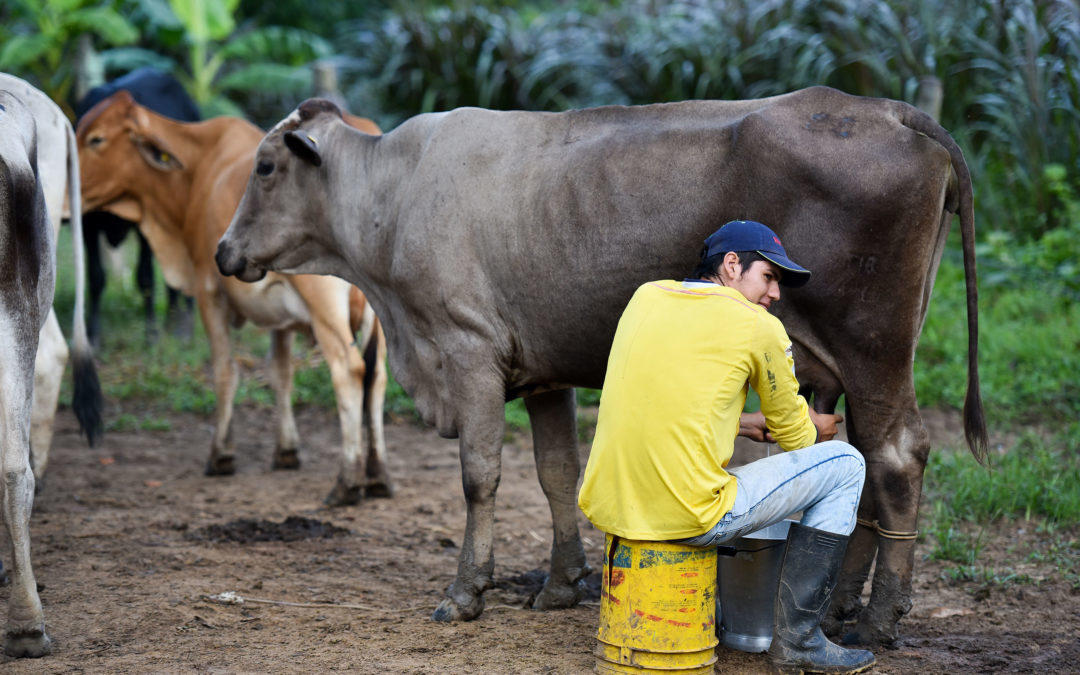 Evaluando los impactos de la pandemia de COVID-19 en las cadenas de valor de carne y lácteos en Colombia