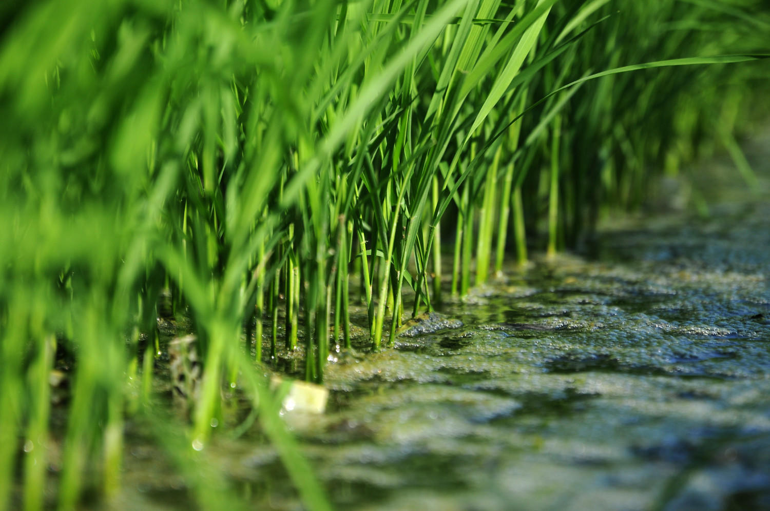 Importance of Rice - Alliance Bioversity International - CIAT