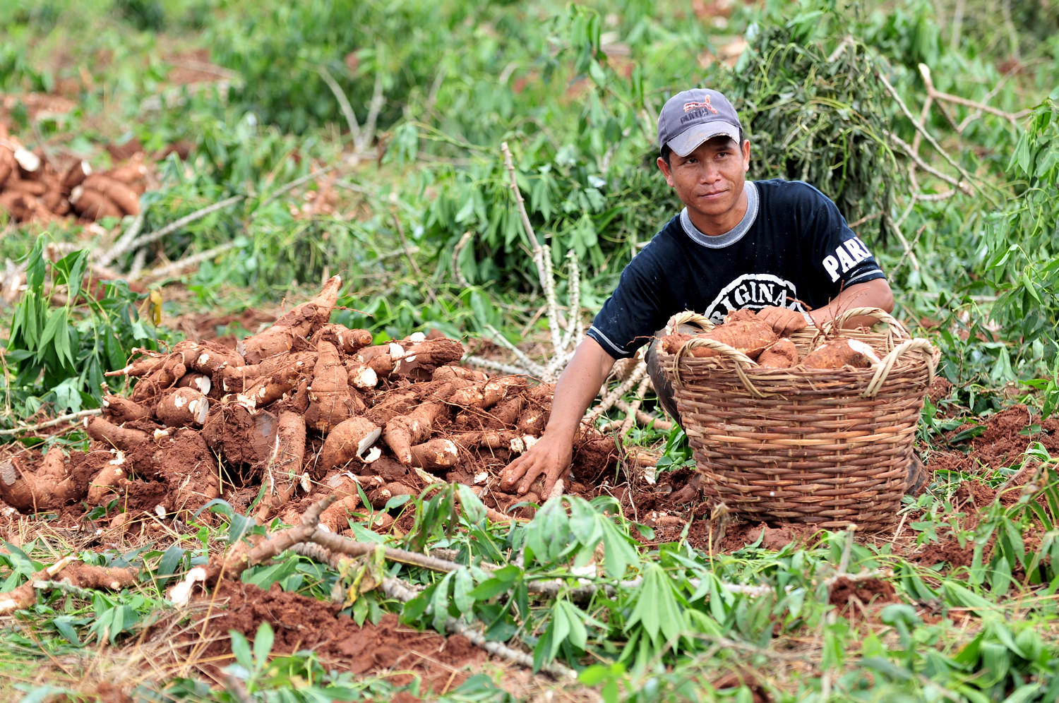 cassava harvesting in Thailand