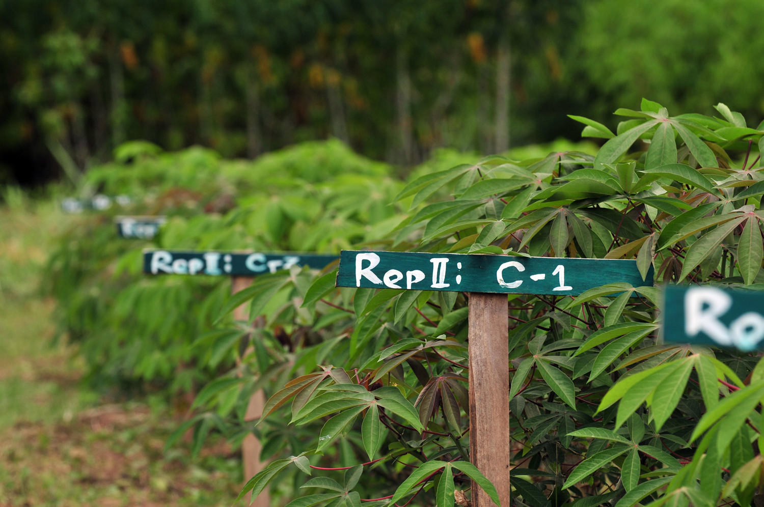 Projects and Flagship Initiatives in Laos - Alliance Bioversity International - CIAT