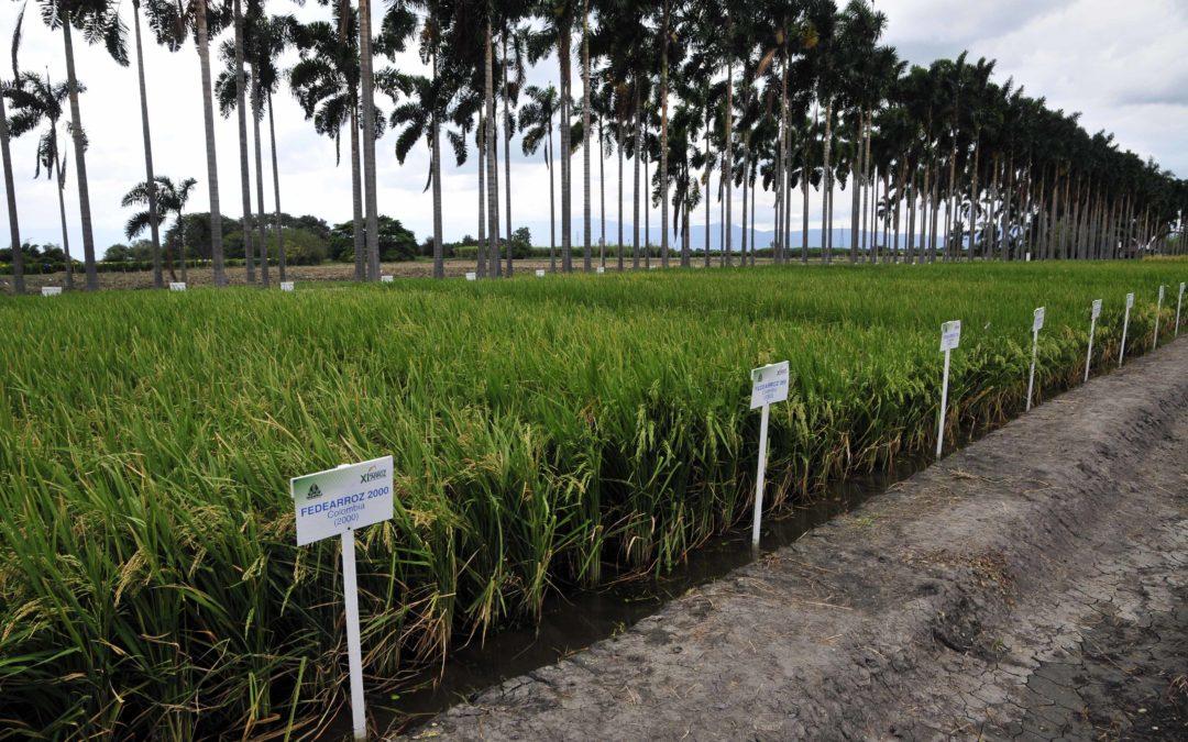 El cambio climático podría reducir las zonas aptas para sembrar arroz en Colombia