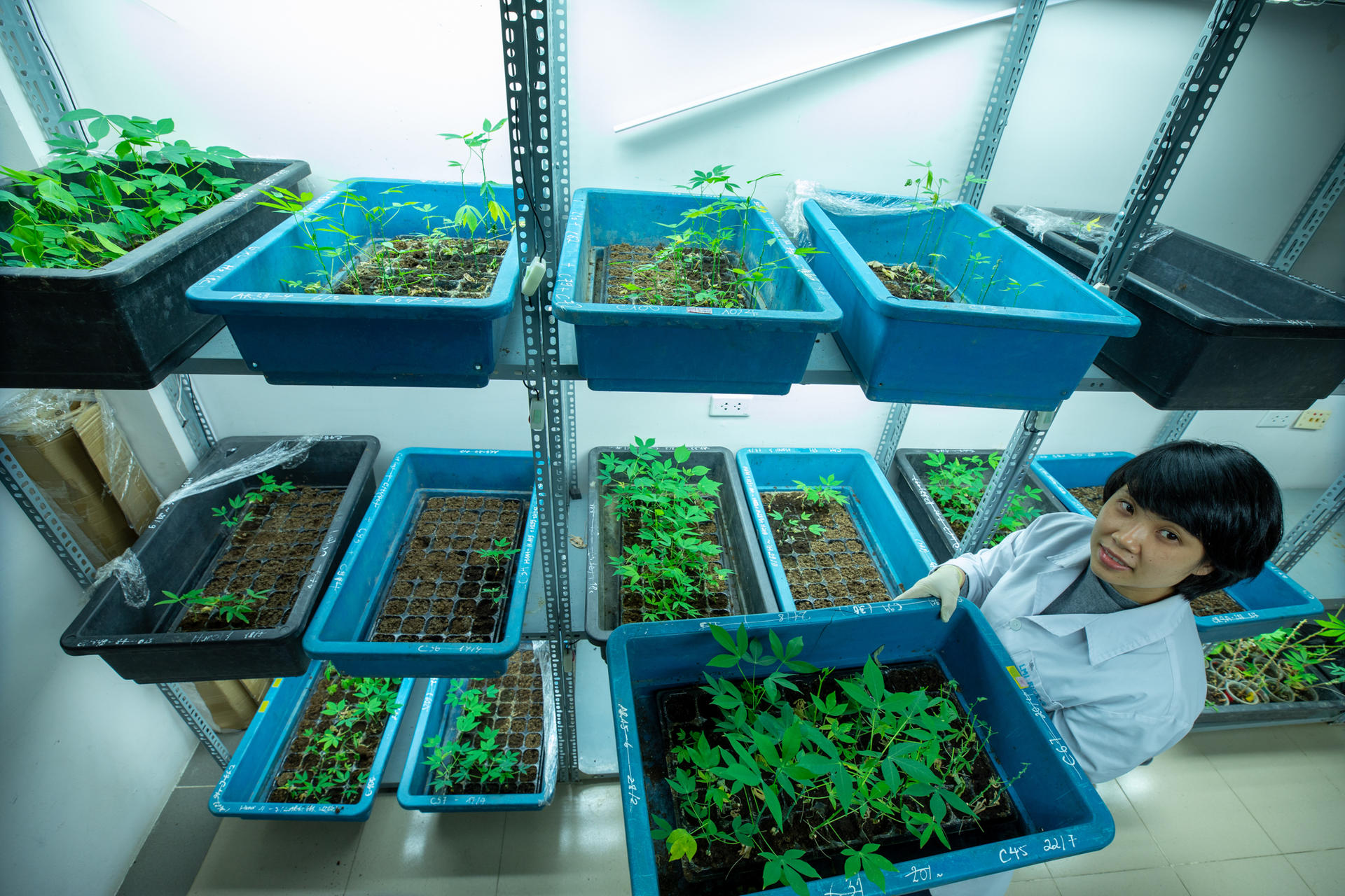 Researcher shows cassava plants in a laboratory of Cassava Program of CIAT in Vietnam