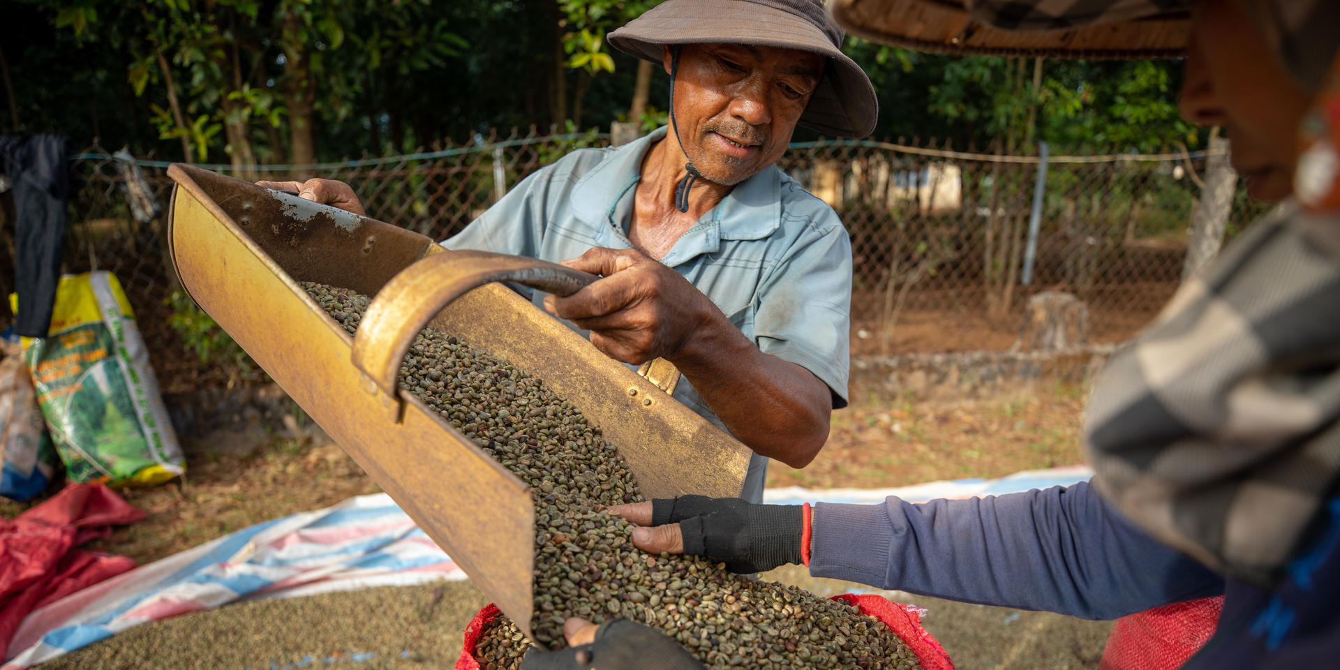 Coffee Harvesting in the Central Highlands of Vietnam