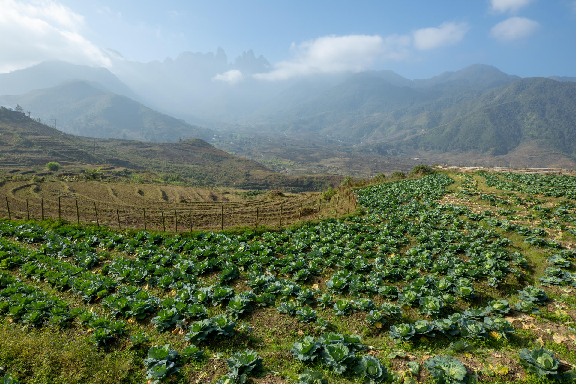 Cabbage field in Sa Pa, Lao Cai province, Vietnam.