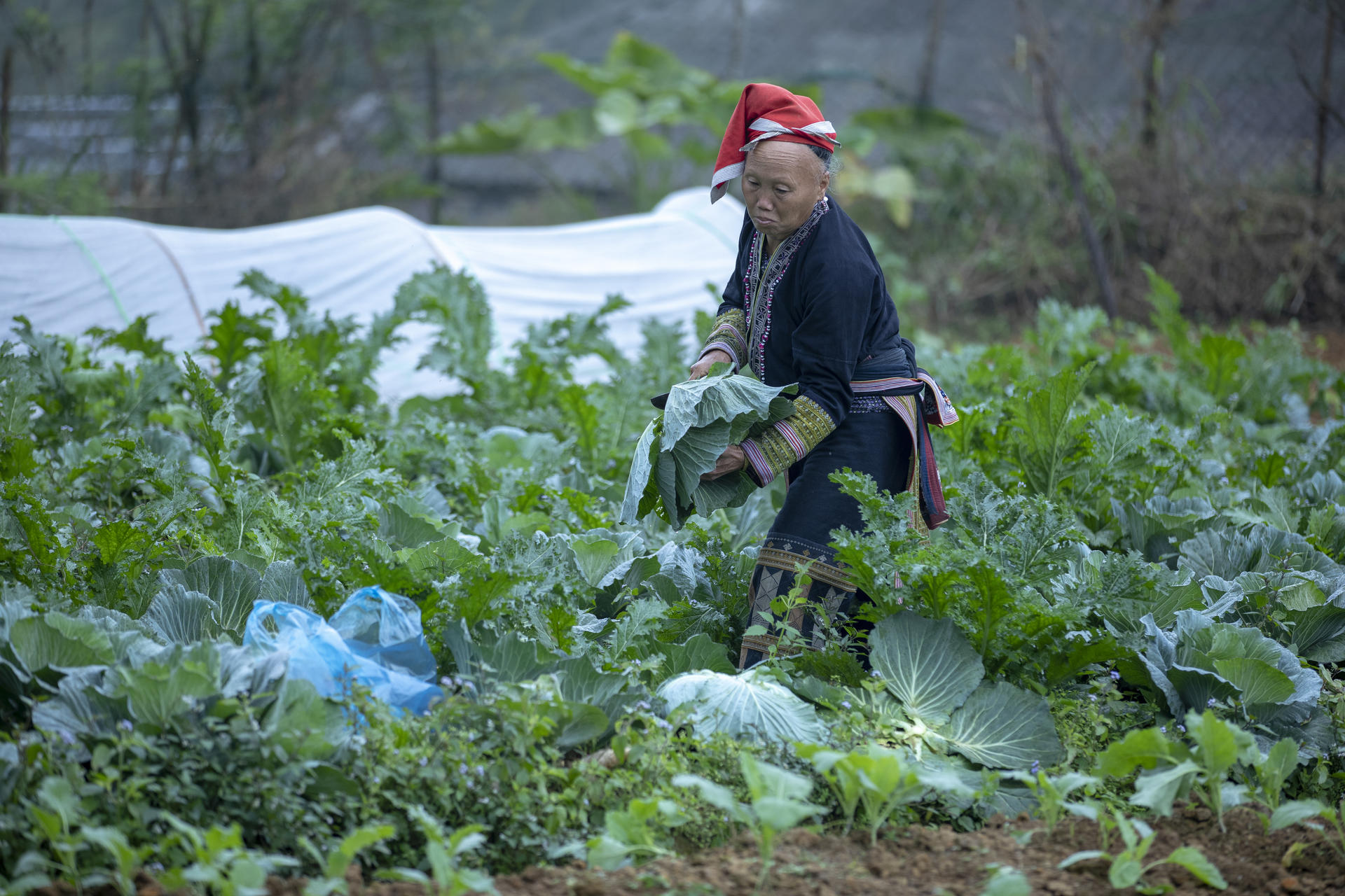 Hmong woman harvesting cabbage, Sa Pa, Lao Cai province, Vietnam.