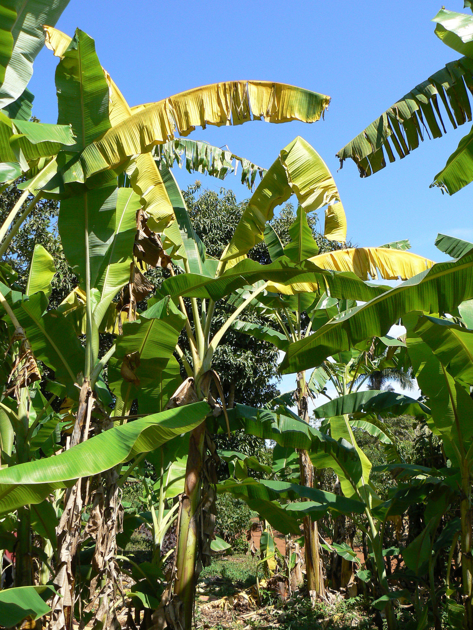 banana trees