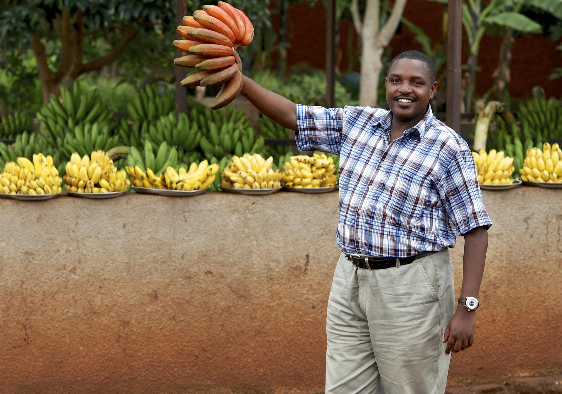 farmer displays red banana variety