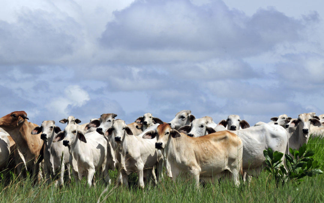 A move to improve pasture management and cut down greenhouse gases from cattle