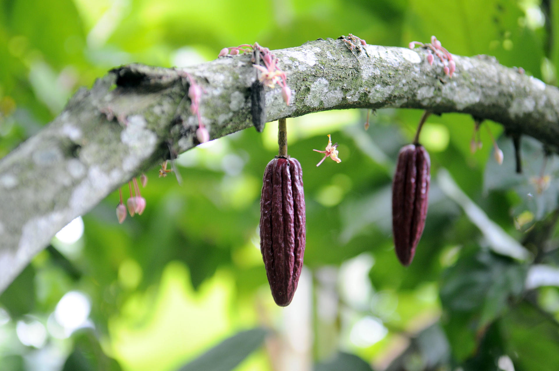  Cocoa growing in Andalucia, in the north of Valle Del Cauca, Colombia.