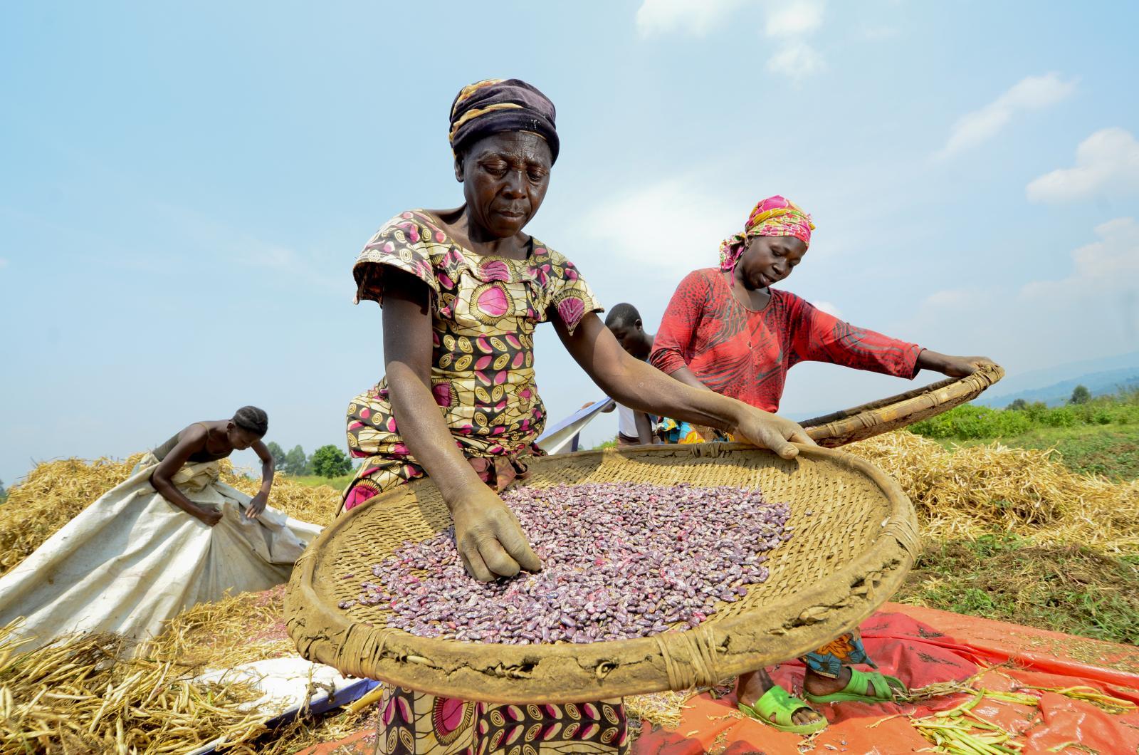 Women harvest Gorilla Beans in DRC Congoi ©2013CIAT/NeilPalmer