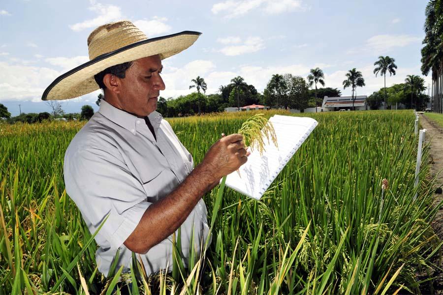 Aplicaciones agroclimáticas al servicio de los productores de arroz en Colombia