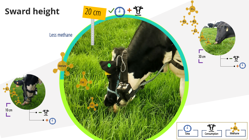 Grass height in cow nutrition: size does matter