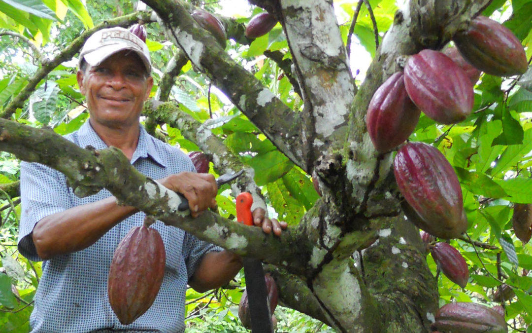 El CIAT se suma a la iniciativa "Cacao para la Paz" en Colombia