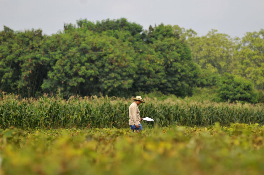 ‘Preemptive’ breeding: More than a step ahead of crop disease outbreaks