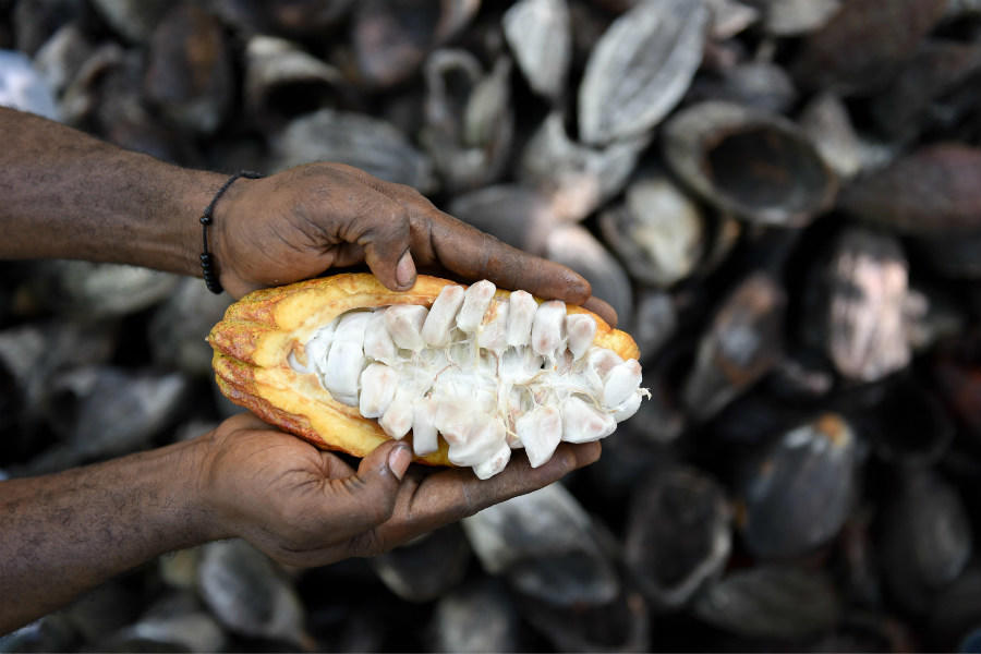 In Ghana’s cocoa industry, a strong push to make farms ‘climate-smart’