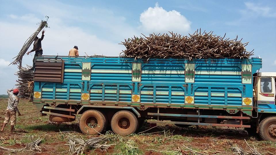 Understanding cassava seed networks to curb disease spread in Southeast Asia