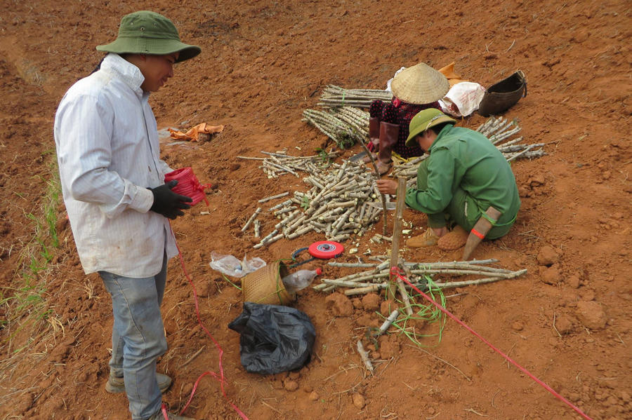 Social dimensions of a cassava production and value-chain: Why do the poor continue with unsustainable cassava production?