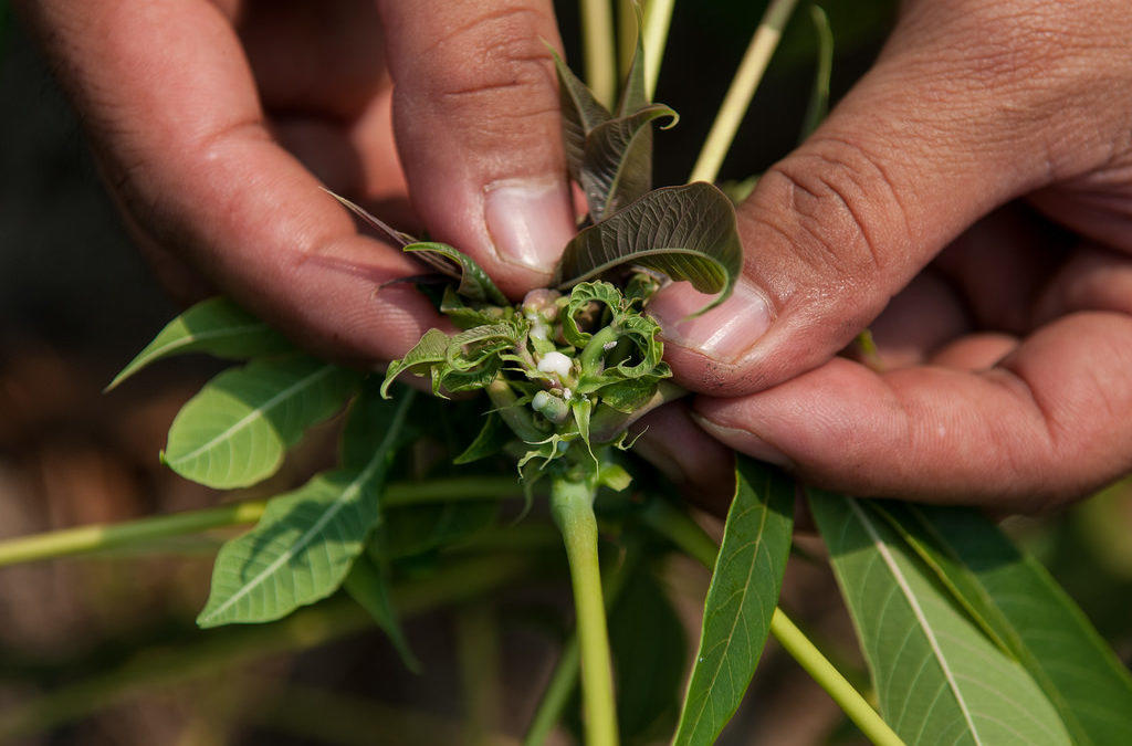 Experts lay the ground for a global system to protect the world’s most important crops