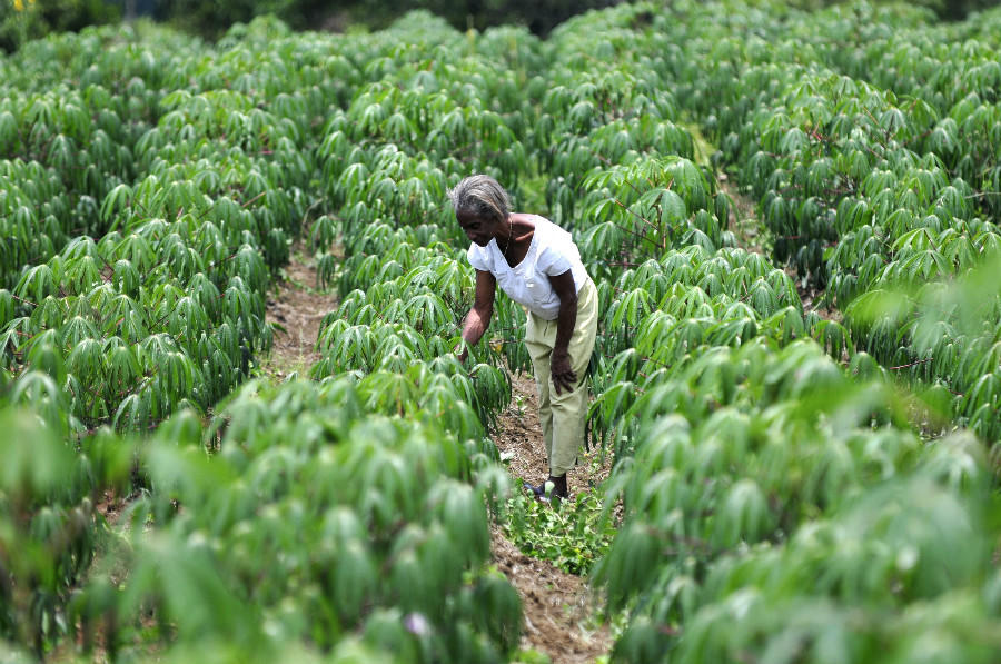 DNA fingerprinting uncovers exactly who and why farmers use improved cassava