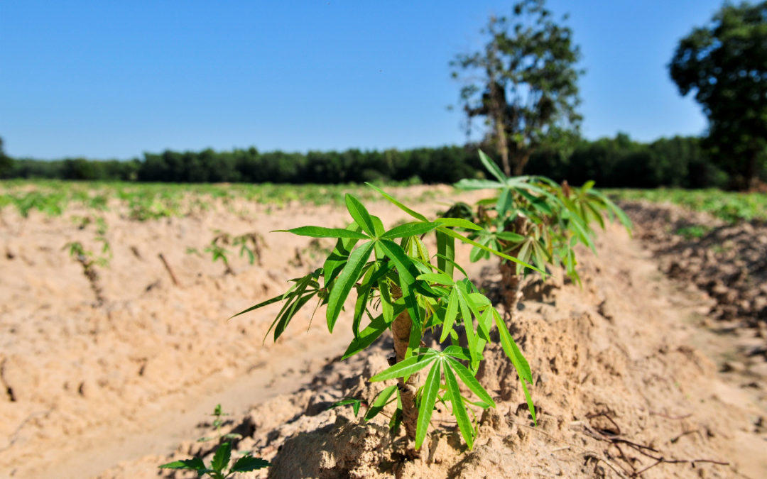 Soil fertility and plant health offer clues why cassava entices certain pests