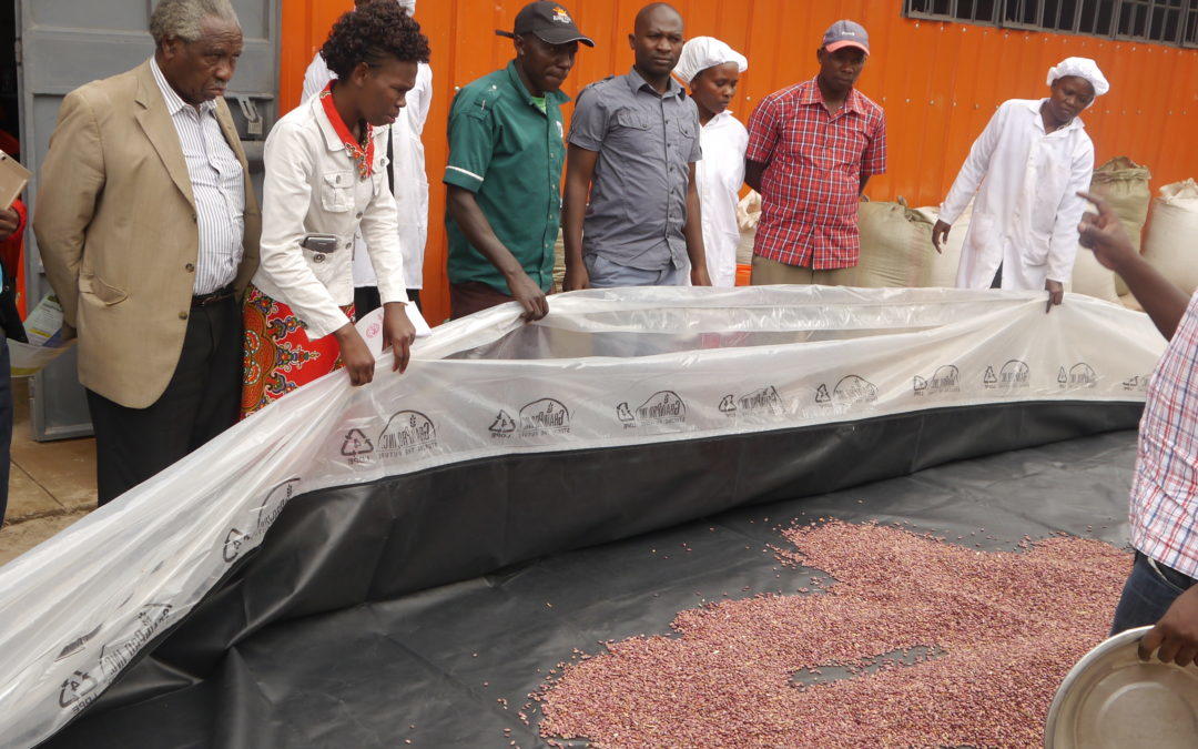 First solar-powered "bubble" driers promise more nutritious bean flour – and better prices for farmers