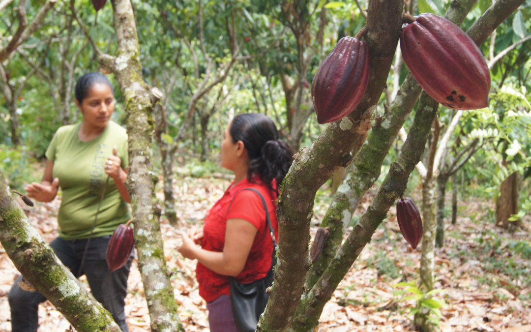 Conocimiento e información para el desarrollo: una nueva visión para el futuro de las fincas cacaoteras de Nicaragua