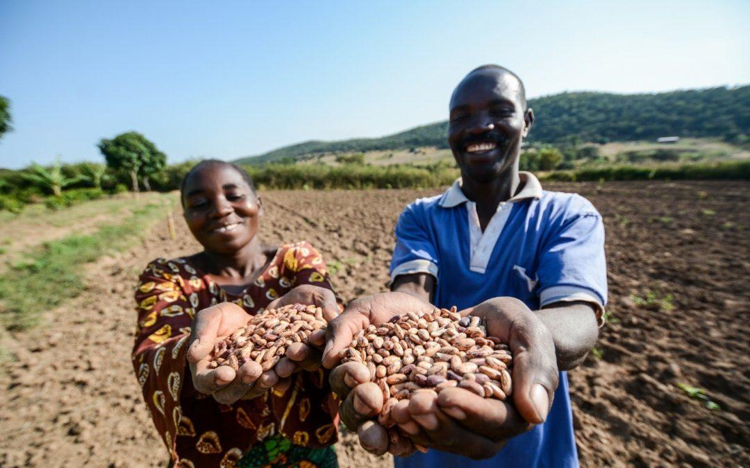 Bean power: Finger on the pulse of a drought-resilient future