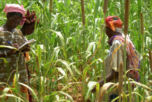 Farmer-selected local varieties certified in Mali