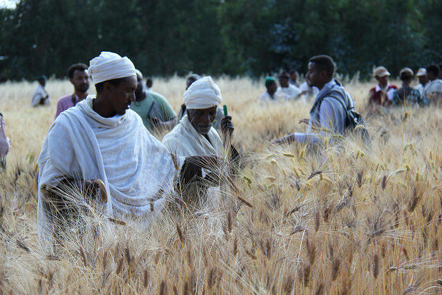 Modern science meets traditional knowledge to improve crop breeding