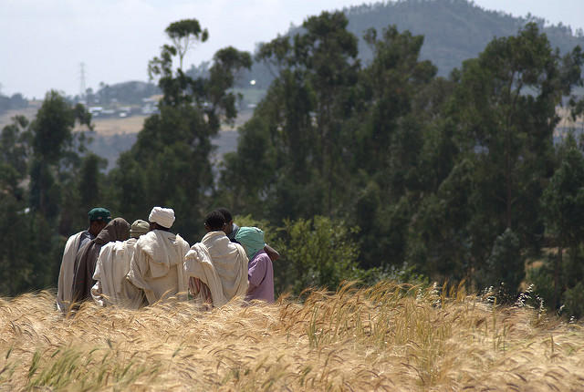 Ethiopian farmer communities – from citizen scientists to published authors