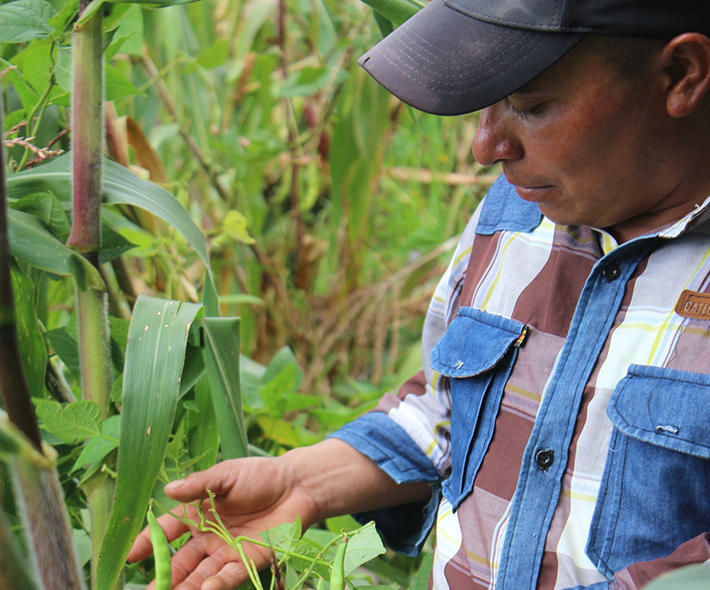 Yendo al rescate - Recompensas por servicios de agrobiodiversidad para salvaguardar variedades de cultivos en Guatemala