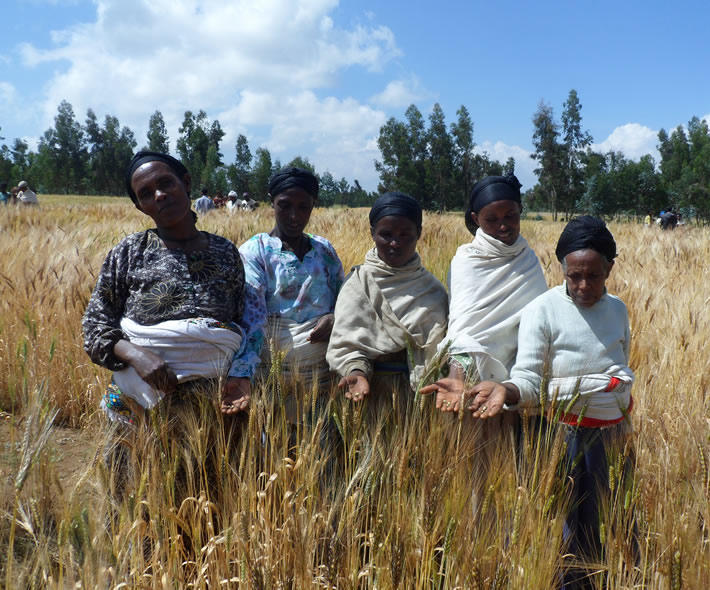 Harnessing traditional knowledge to wheat breeding in Ethiopia