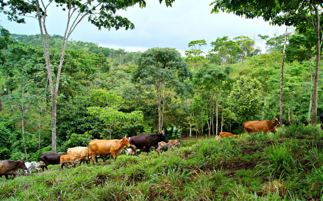 Intensificación sostenible adaptada al clima: una estrategia empresarial para pequeños ganaderos en Centroamérica