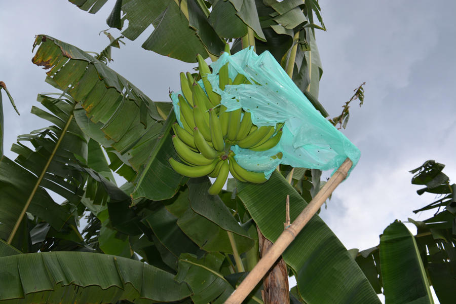 Plátano, con sello vallecaucano, llega al mercado de Estados Unidos