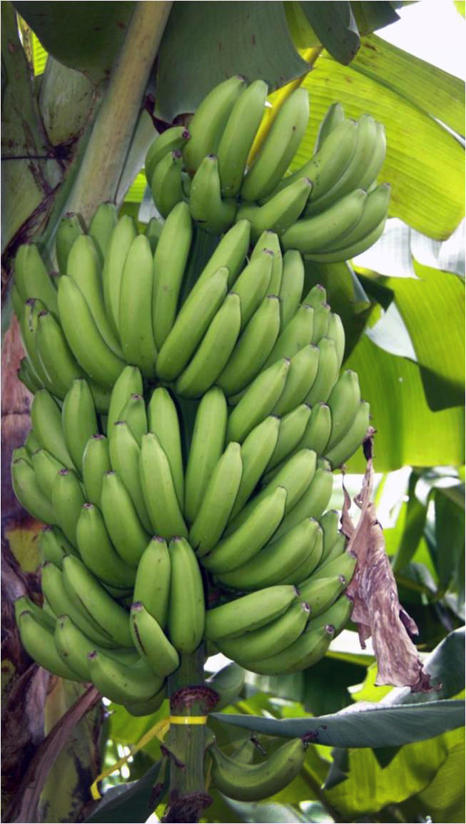 New disease-resistant banana variety accepted in Japanese market